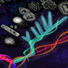 Babaian3domainTree_updated.png
