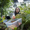Photo of student Caroline Merheb working with plants