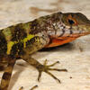 SBH4_Anolis_rupinae_Blair-Hedges_HAITI_2013.JPG