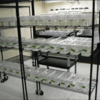 zebrafish tanks
